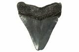 Juvenile Megalodon Tooth - South Carolina #312126-1